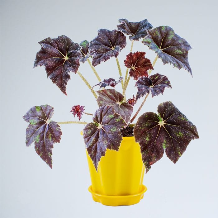 Begonia Rex